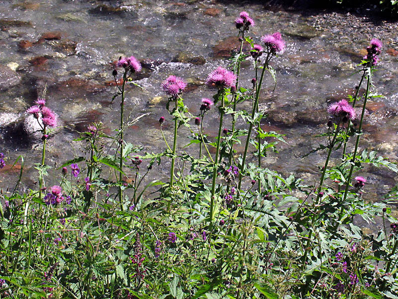 Cirsium alsophilum / Cardo montano